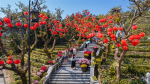 Du xuân Bính Ngọ 2026